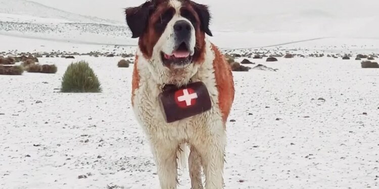 Adiós a “Taapaca”, el perro que fue mucho más que un soldado en Putre