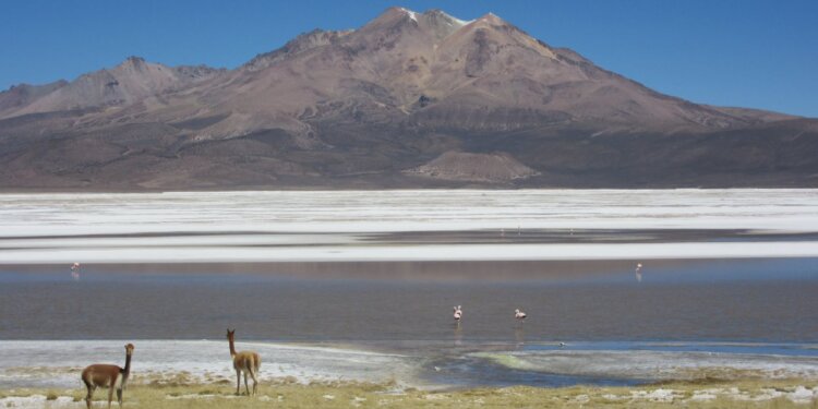 Salar de Surire: el tesoro del altiplano que clama por su protección