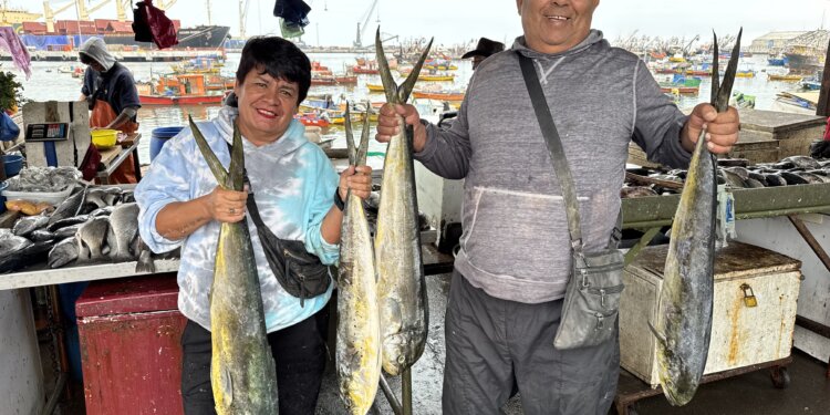 Comenzó la temporada de la palometa en Arica: alegría para pescadores y familias ariqueñas