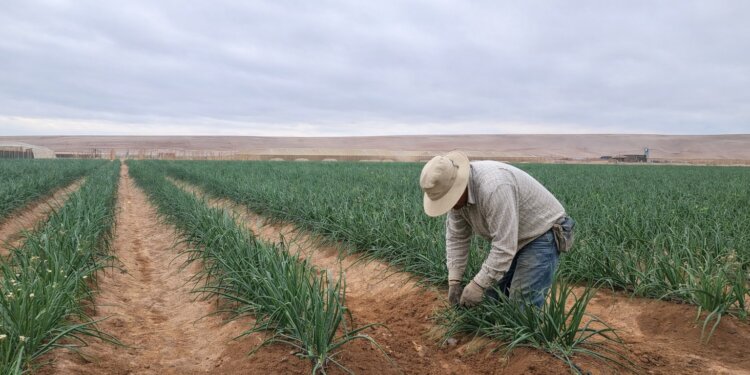 Seminario sobre soluciones sostenibles en el desierto convoca al sector agrícola de la región